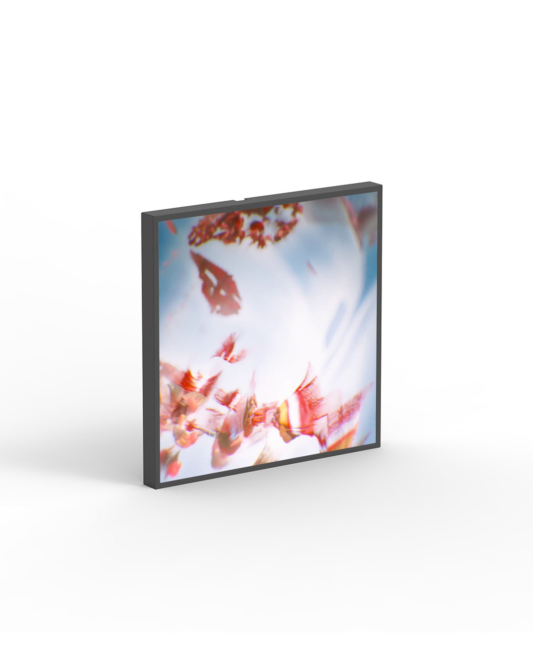 33" Square Blackdove Digital Canvas